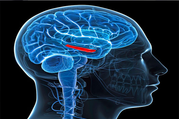 Deep-brain stimulation leads to milestone discovery about memories