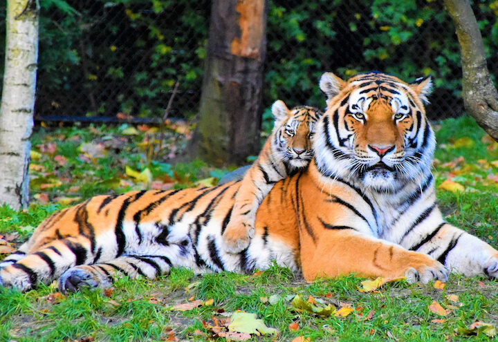 Wild tiger numbers 40% higher than thought, says conservation group